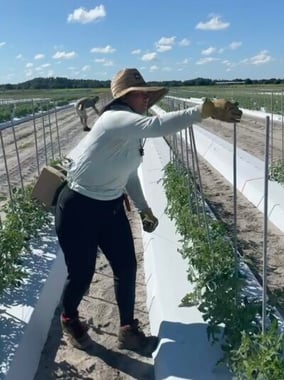 Samantha tying tomato plants during her horticulture lab.